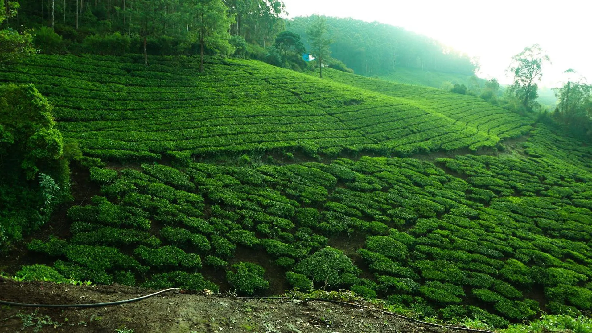 Munnar Valley View Villa